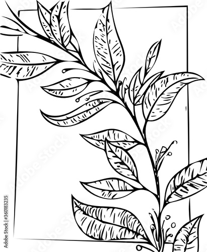 branch of plant