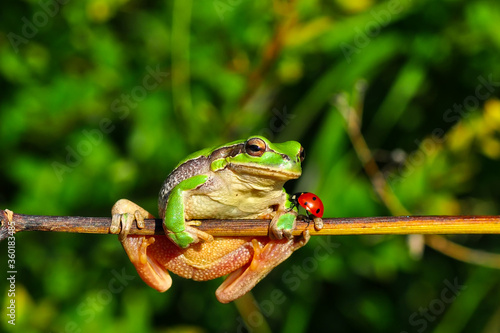 Beautiful Europaean Tree frog Hyla arborea 