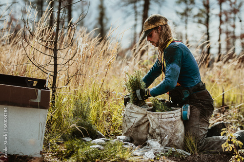 Konstfotografi Ranger working on sustainable reforestation