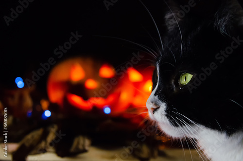 Black cat close-up on the background of two glowing pumpkins. concept of the Halloween background. Focus on the cat © yaroslav1986