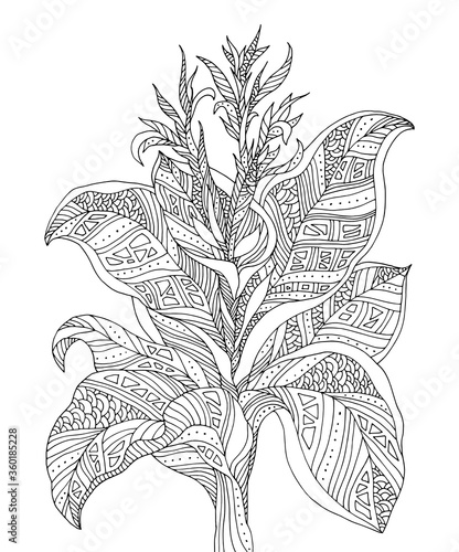 Exotic flower isolated. Vector hand drawn artwork. Zentangle. Coloring book page for adult. Black and white. Vintage, retro style. Bohemian ethnic concept
