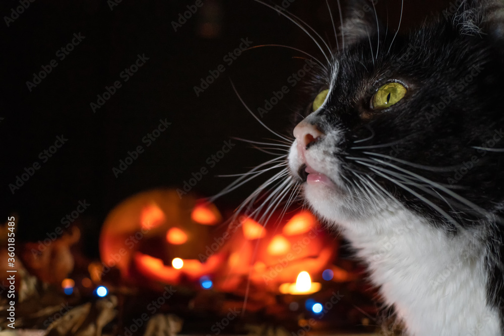 Black cat close-up on the background of two glowing pumpkins. concept of the Halloween background. Black cat close-up on the background of two glowing pumpkins. concept of the Halloween background.