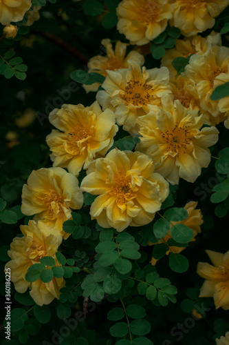 bush of yellow wild roses in dark leaves
