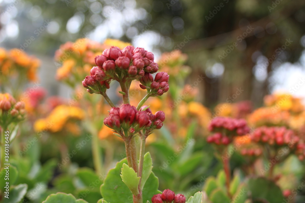 Tropical Milkweed Asclepias curassavica.
Tropical Milkweed Asclepias curassavica.