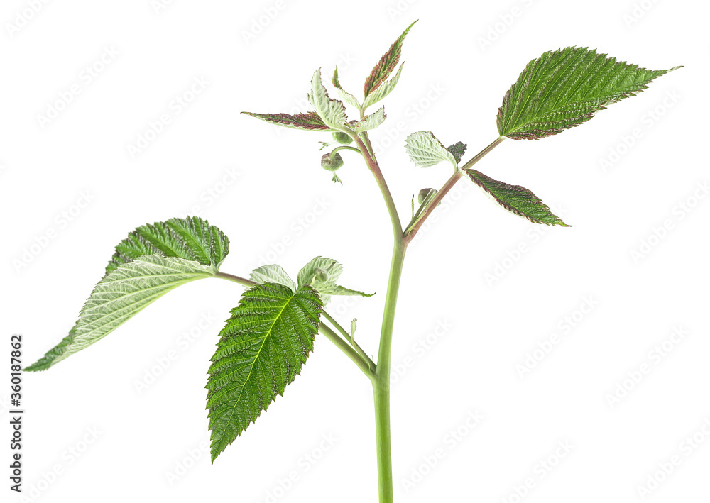 Fototapeta premium Raspberry leaf branch isolated on a white background. Green raspberry leaves.