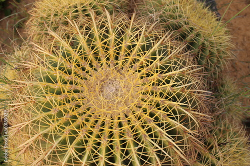 Golden Ball Cactus Specie  Echinocactus grusonii. Family  Cactaceae Original from Central Mexico. 