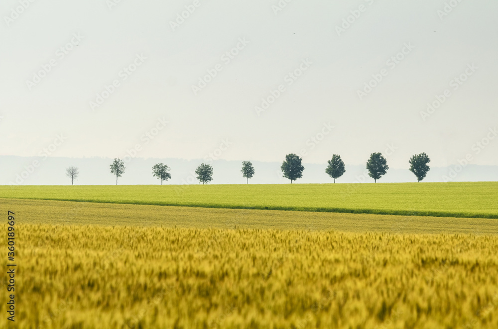 Row of trees along a field in spring in sunny day. Picturesque scene of agricultural area in the springtime. Location place of Ceske stredohori region, Czech Republic