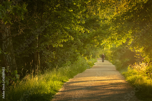 An old man walks through the park on the path. Sunset light scene in Hloubetin, Prague