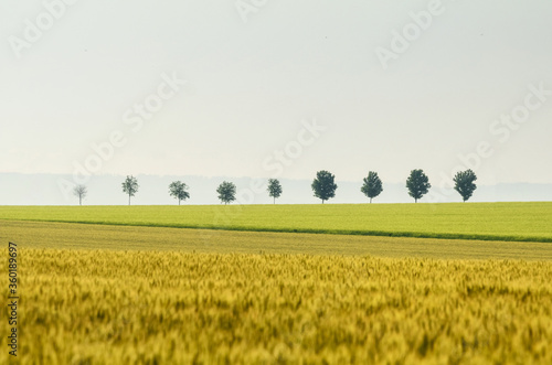 Obraz na płótnie Row of trees along a field in spring in sunny day. Picturesque scene of agricultural area in the springtime. Location place of Ceske stredohori region, Czech Republic w salonie