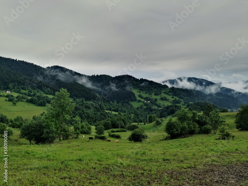 Poland Pieniny Mountains. View of the grazing cows in the valley.