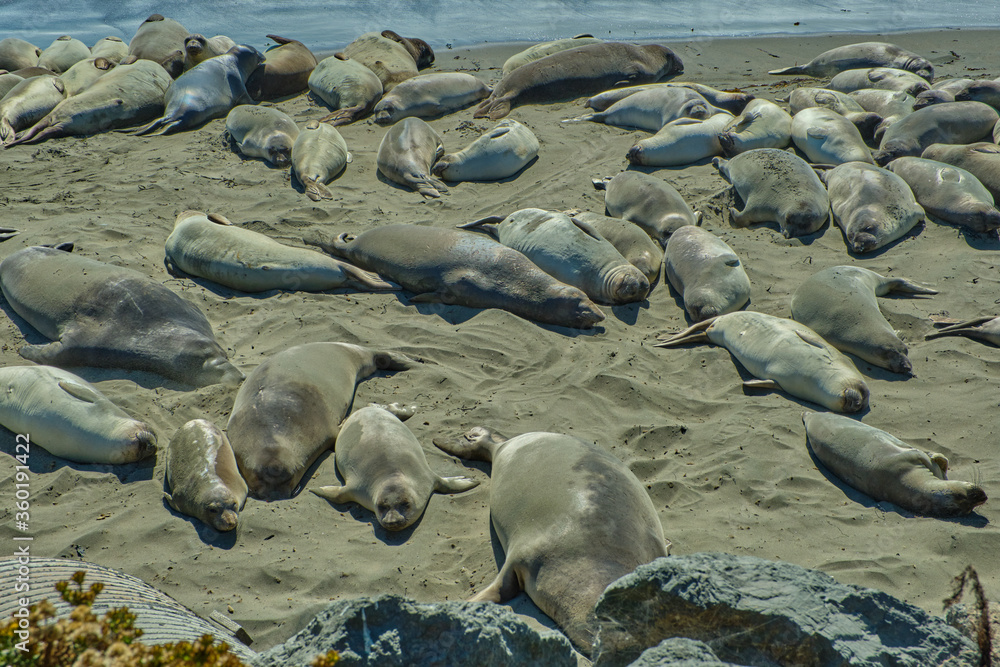 Fototapeta premium Group of lions and elephant seals sleep on the beach.