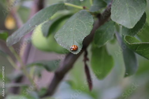 ladybug on a leaf