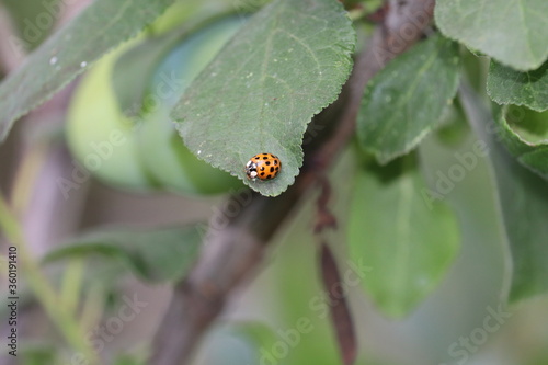 ladybug on a leaf
