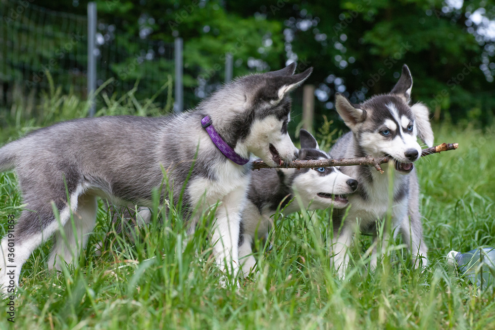drei schwarz weiße siberian husky welpen spielen mit einem stock im hohen gras und haben dabei mit einem stock viel spaß drei schwarz weiße siberian husky welpen spielen mit einem stock im hohen gras und haben dabei mit einem stock viel spaß