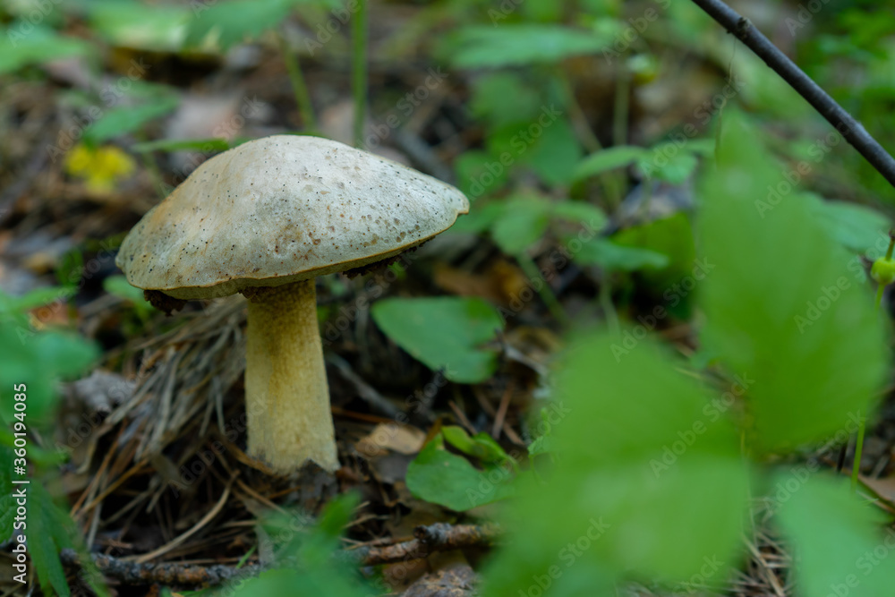 mushrooms in the forest grow on the ground natural wild. High quality photo mushrooms in the forest grow on the ground natural wild. High quality photo