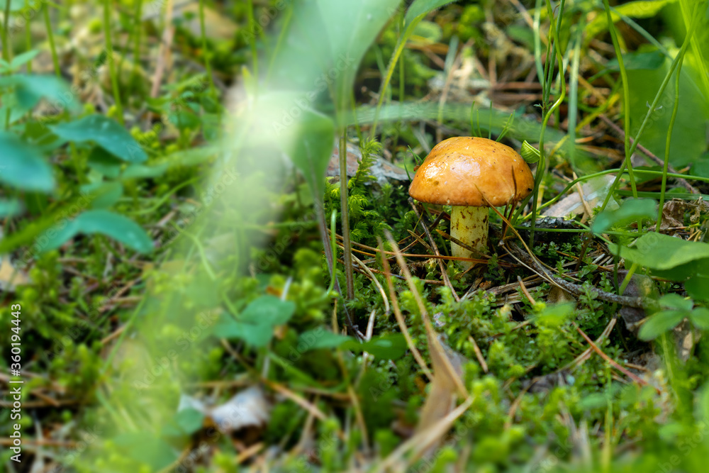 mushrooms in the forest grow on the ground natural wild. High quality photo mushrooms in the forest grow on the ground natural wild. High quality photo