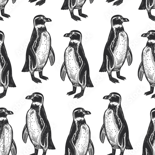 Waterfowl birds African Spectacled penguins. Seamless pattern.
