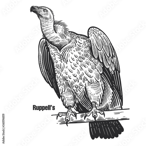 Griffon vulture. Predatory bird. Ruppell's.