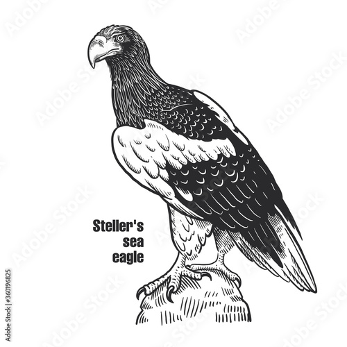 Predatory bird. Steller's sea eagle.