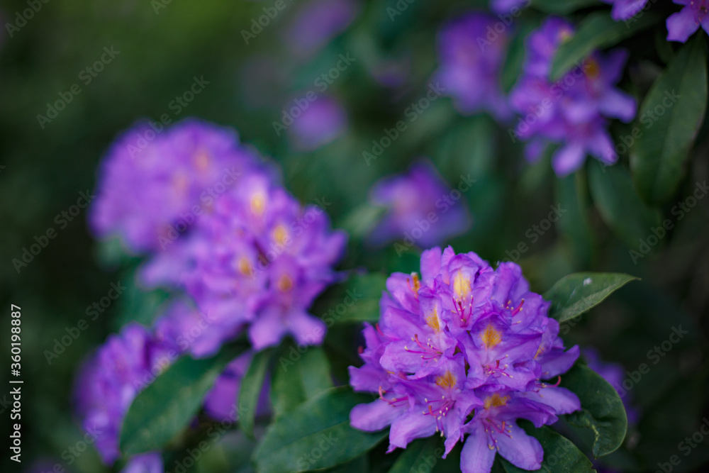 spring bush with purple rhododendron flowers photographed with blur spring bush with purple rhododendron flowers photographed with blur