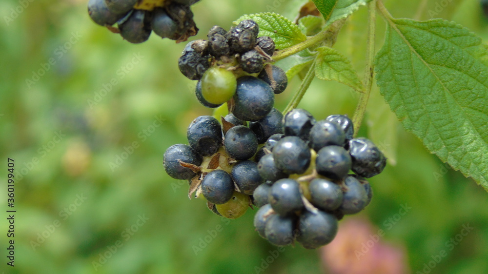 black currant berries black currant berries