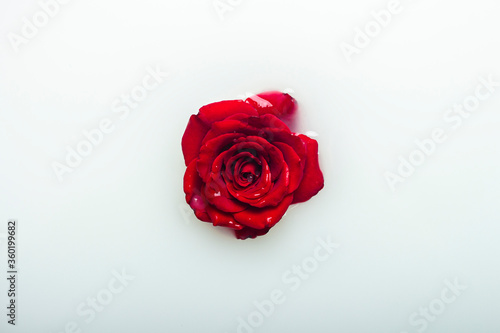 Beautiful red roses in a milk bath. Concept of spa treatments, relaxation, spa treatments, therapy