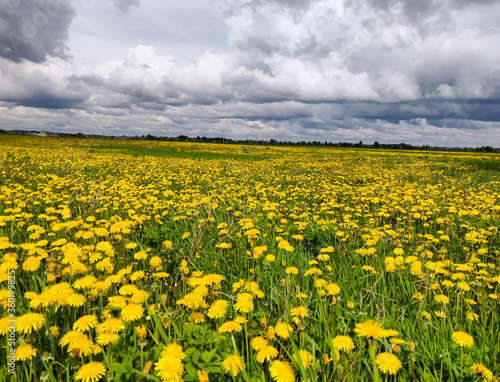 a whole field of flowering yellow dandelions, and above it a stormy sky