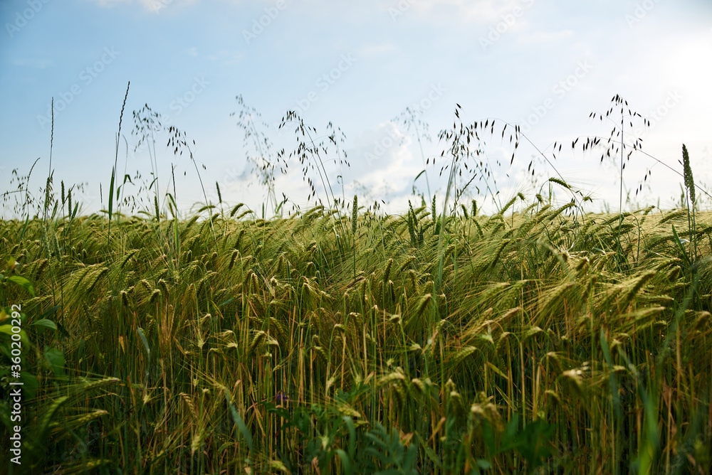 Obraz premium Close-up picture of Beautiful barley field. Countryside village rural natural landscape at sunny weather in spring summer. Green grass and blue sky with clouds. Nature protection concept. Agriculture.