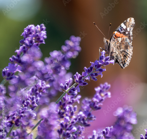 Pipevine Swallowtail Butterfly suckling nectar in  field of blooming French Lavender plants with blurred background on Long Island, New York photo