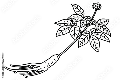 Fotografie Ginseng. Vector line art illustration.