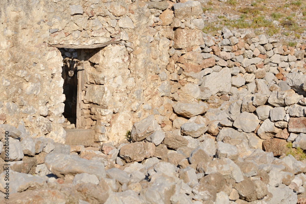 A traditional old stone barn with a goat sticking its head out of the door
