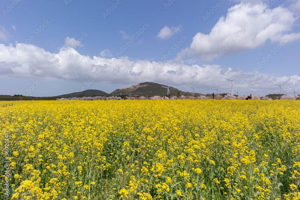 대한민국 제주도 노란 유채꽃 밭 대한민국 제주도 노란 유채꽃 밭