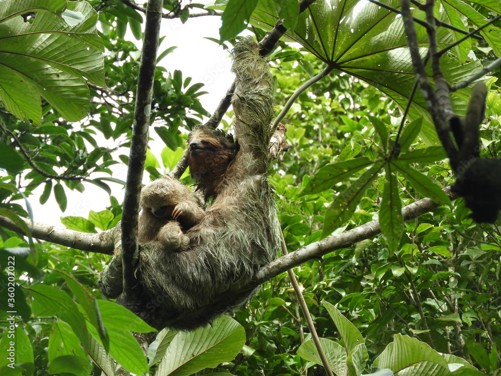 Fototapeta premium Three-Toed Sloth Mother and Baby in the Rain Forest