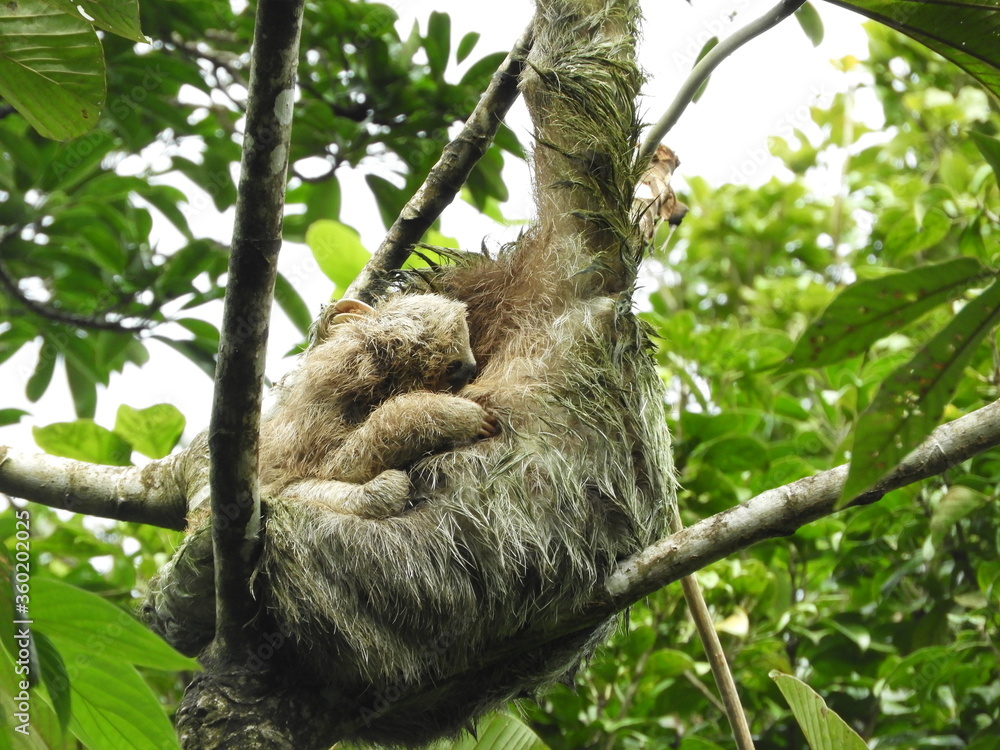 Fototapeta premium Three-Toed Sloth Mother and Baby in the Rain Forest