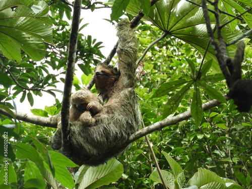 Three-Toed Sloth Mother and Baby in the Rain Forest