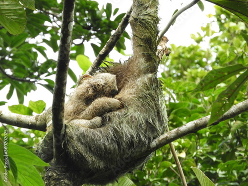 Three-Toed Sloth Mother and Baby in the Rain Forest © D