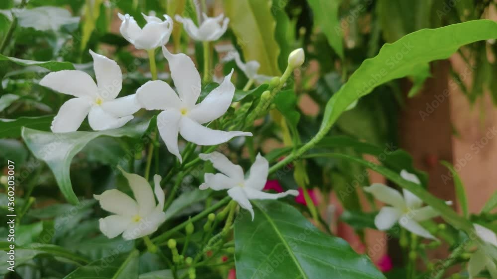 Jasmine white flower in garden Jasmine white flower in garden