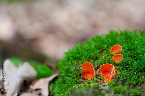 small red mushrooms on green moss in the forest