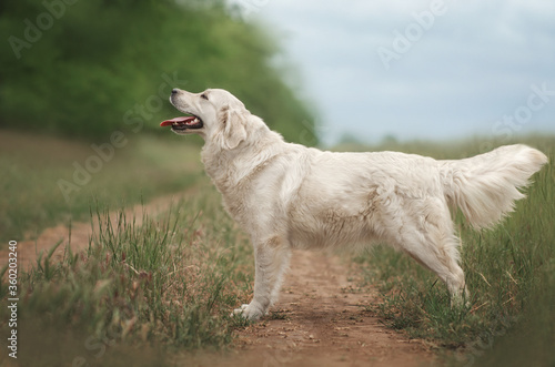 golden retriever dog beautiful portrait nature walk beautiful background 