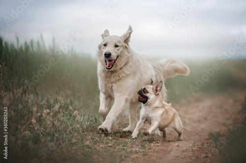 golden retriever and pug dog lovely portrait funny walk outdoors beautiful background 