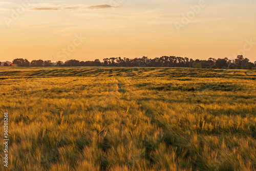 summer rye field at sunset