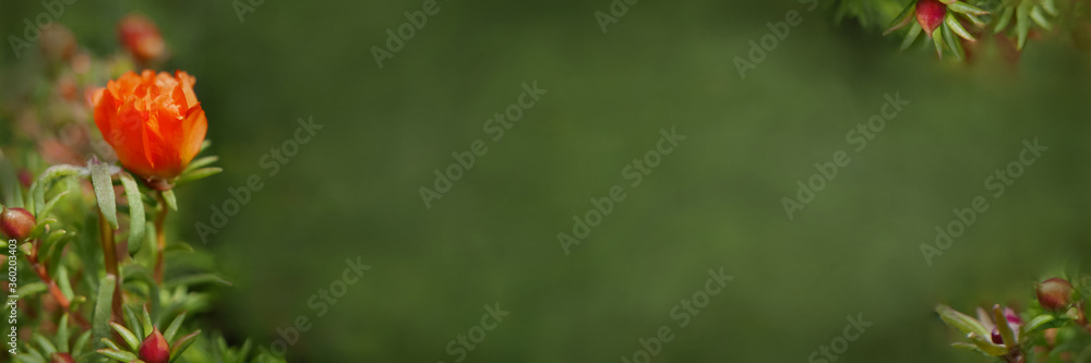 Sideways view of red purslane flowers on blurry green background. The effect of watercolor background. Poster. There is a place for inscription. Sideways view of red purslane flowers on blurry green background. The effect of watercolor background. Poster. There is a place for inscription.
