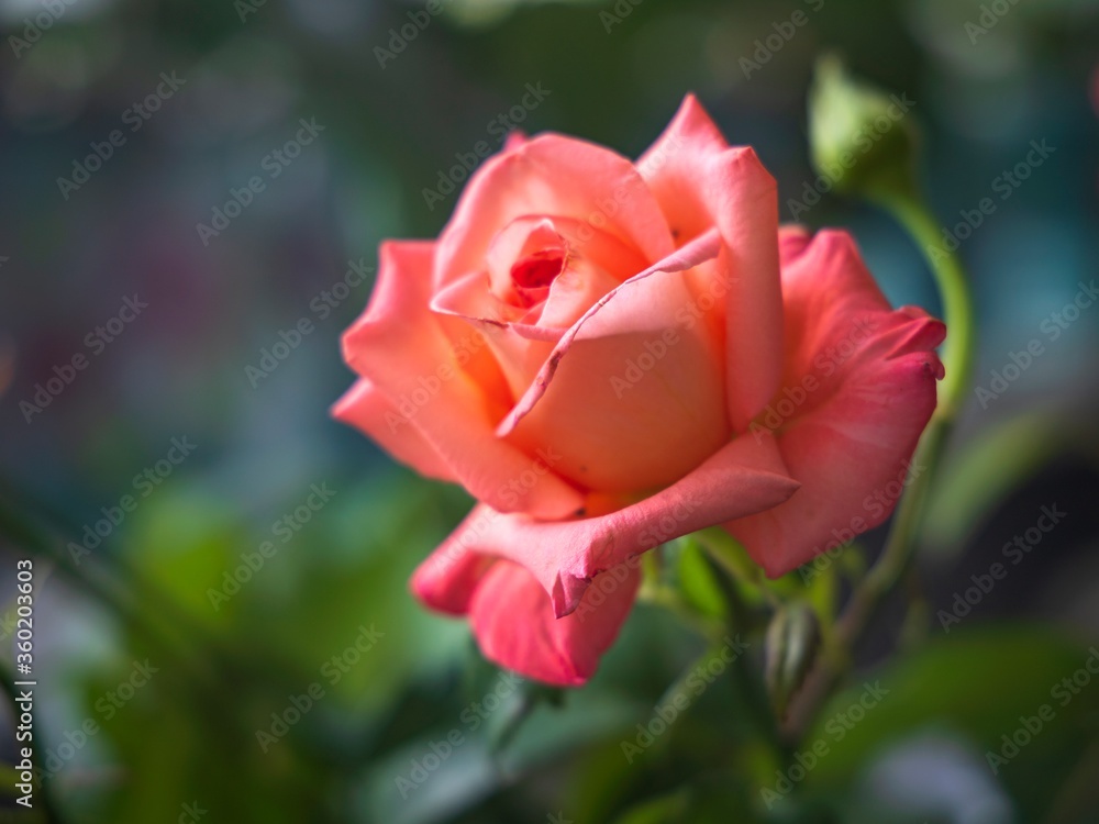 Fototapeta premium Beautiful rose in the garden closeup