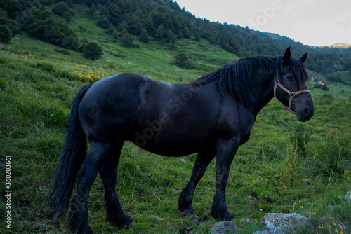 portrait of a horse with a nice landscape in the Andorran Pyrenees