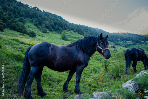 horse portrait in the andorran pyrenees