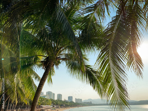 Green palm trees. Green leaves of coconut trees. Balm against the blue sky.