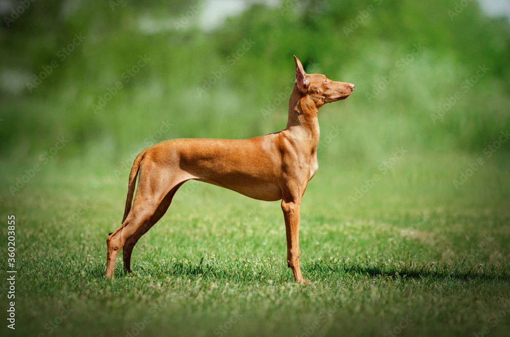 
pharaoh dog beautiful portrait in nature magical walk green background