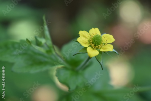 Beautiful yellow avens flowers blooming in the garden