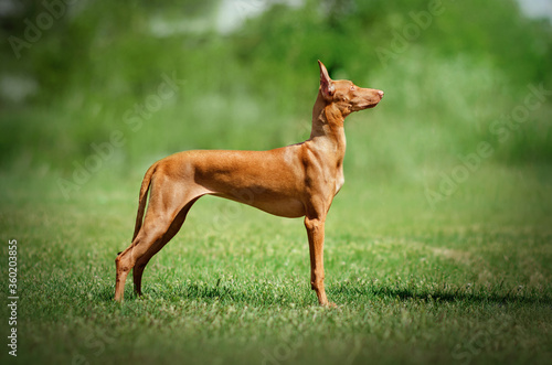  pharaoh dog beautiful portrait in nature magical walk green background