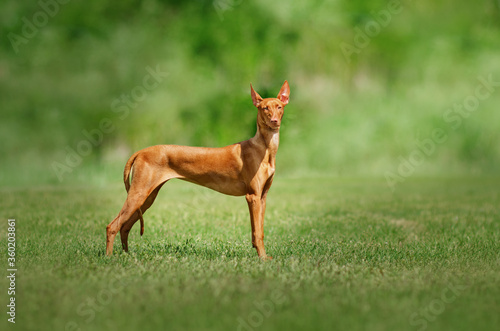  pharaoh dog beautiful portrait in nature magical walk green background